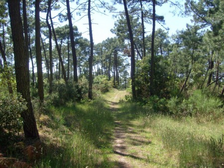 LA FORÊT DE LA COUBRE 